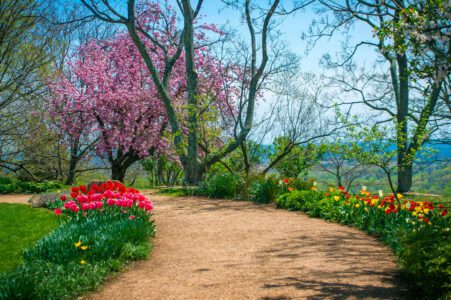 Colorful flowers and cherry blossoms on a dirt path at Monticello
